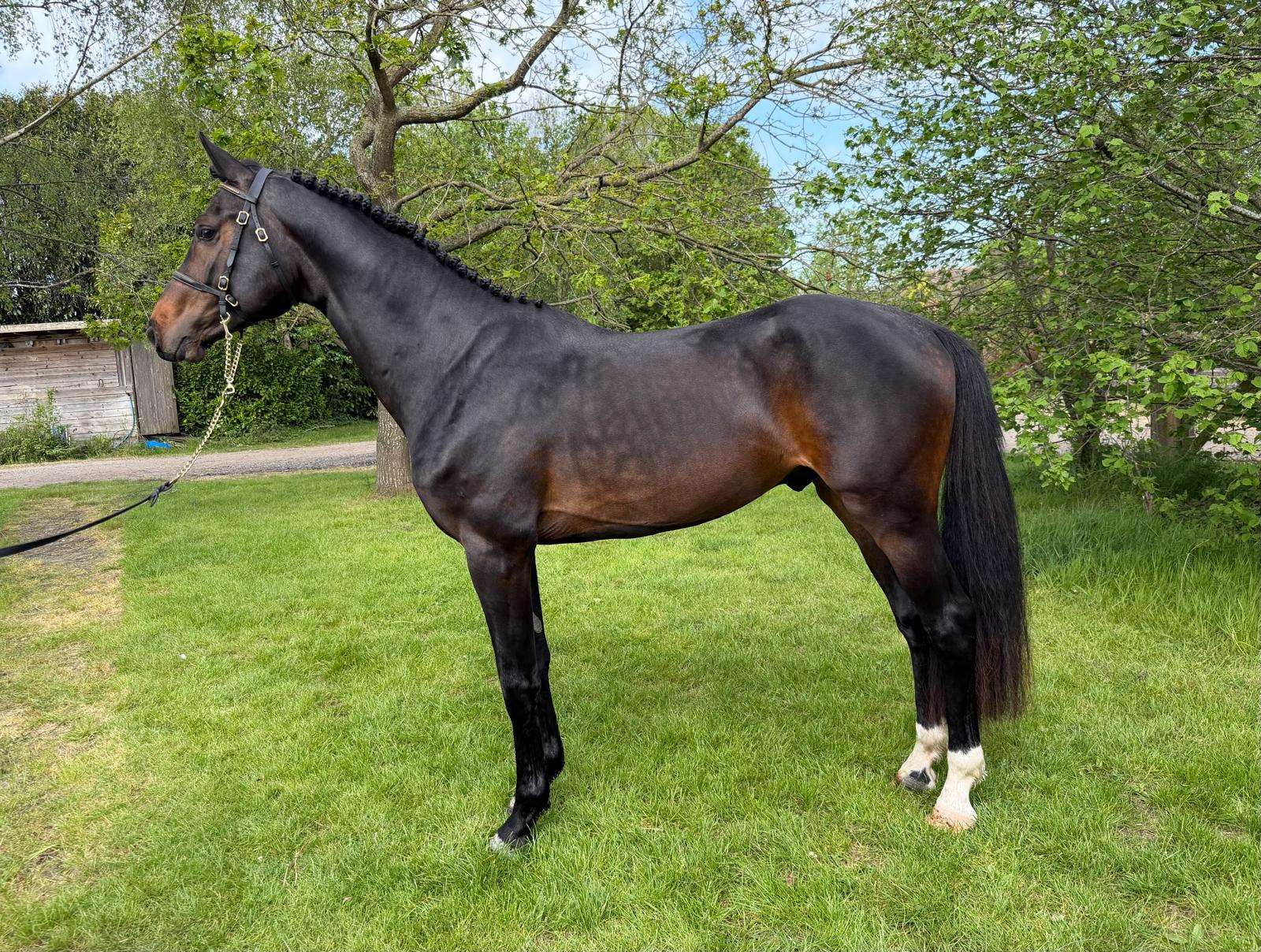 Ace Of Spades Stallion